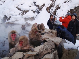 Jigokudani Snow Monkeys