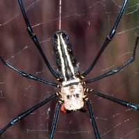 How can spiders GROW SO BIG in Taiwan?